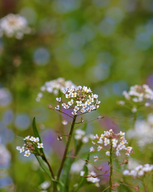 　　　春色野の花_c0305565_18100720.jpg