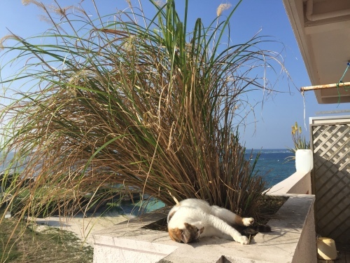 Robo\'s foot._c0153966_20572924.jpeg