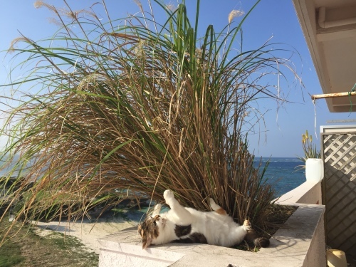 Robo\'s foot._c0153966_20585825.jpeg