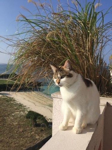 Robo\'s foot._c0153966_21000527.jpeg