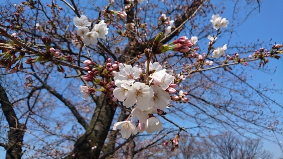 桜 咲いた_e0106372_13464408.jpg