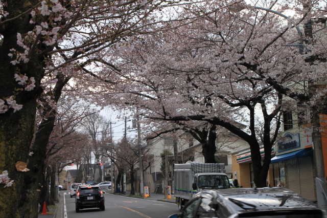 今年の桜は開花が遅れています(１年ぶりの投函になります)_e0192077_18012203.jpg