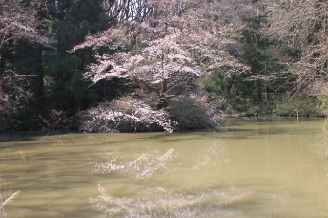 今年の桜は開花が遅れています(１年ぶりの投函になります)_e0192077_18170730.jpg