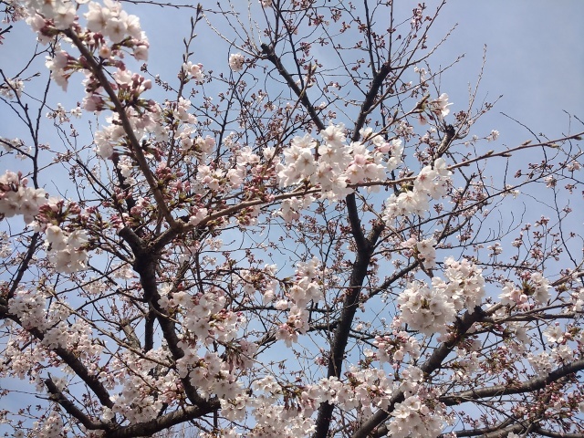 吉川なまずの里マラソン_e0061778_11464621.jpg