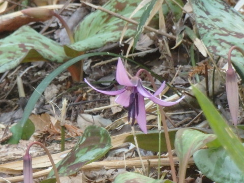 愛宕山の桜と有賀町の｢かたくり｣_e0268680_18360901.jpg