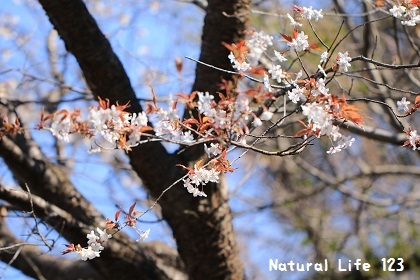 山桜　　　　　　（４月３日）_d0077681_20213278.jpg