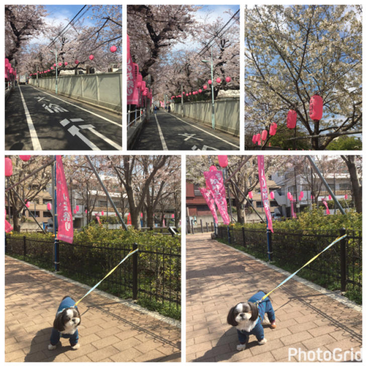 桜に春雷…_e0352281_22470449.jpg