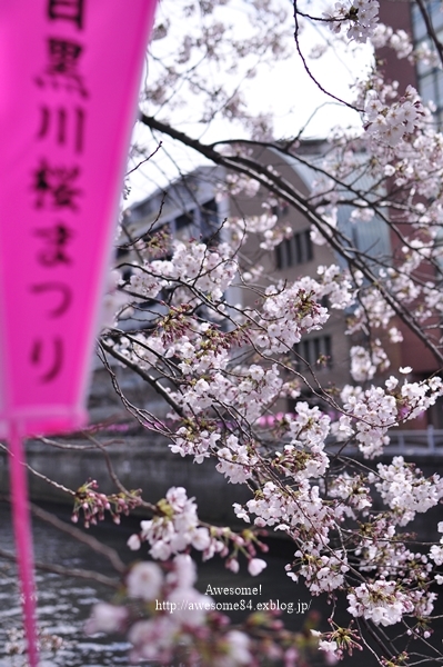 お墓参りと目黒川の桜_e0359481_11530834.jpg