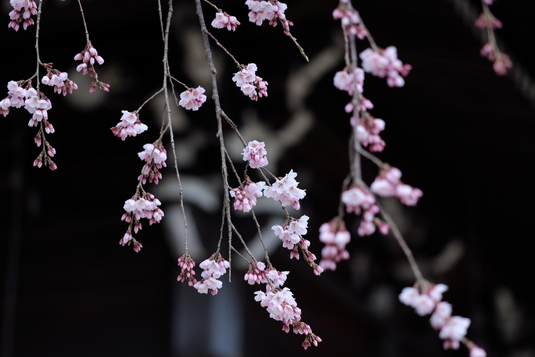 枝垂れ桜　水戸市宝蔵寺　２０１７・０４・０２_e0143883_21181327.jpg