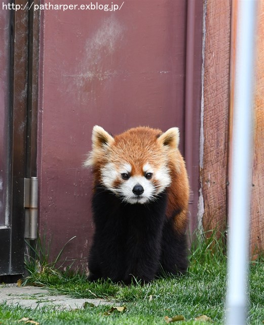 ２０１７年３月　白浜パンダ見隊２　その２_a0052986_22503023.jpg