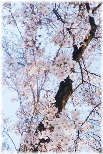 同じ桜の木でも　一分咲き　と　七分咲き　　さくら散歩3_a0287486_21194582.jpg