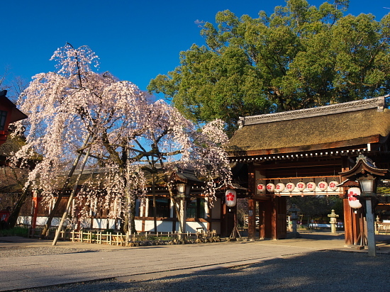 桜巡り2017～平野神社_d0026589_21511430.jpg