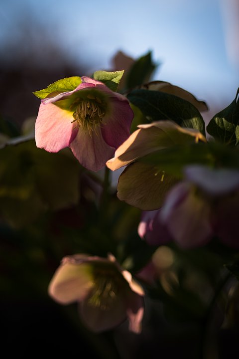 夕映えの中の早春_d0353489_13582914.jpg