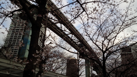 東芝ビル横の桜_c0082393_21412179.jpg