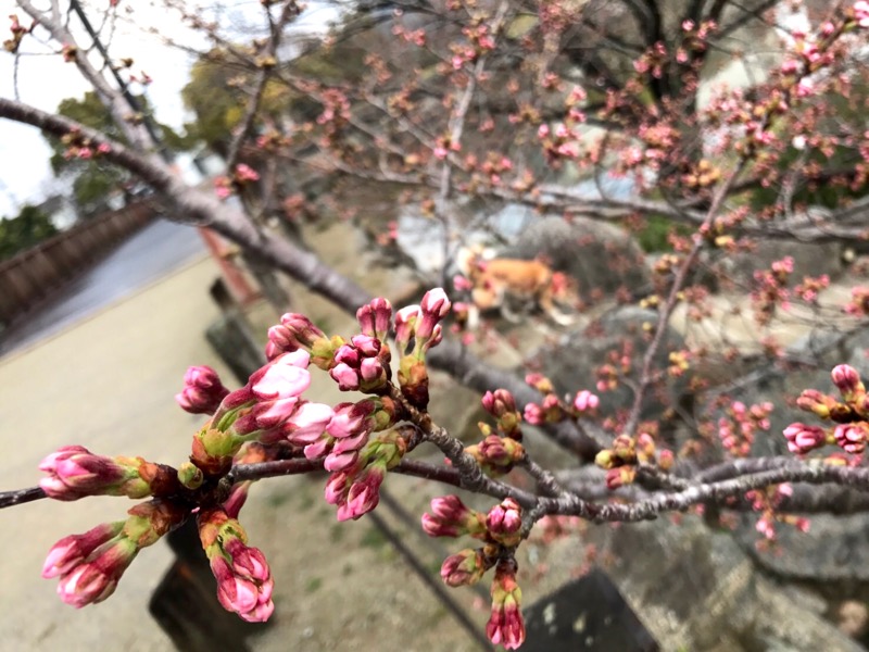 お祝い♪_f0232994_11482398.jpg