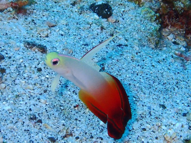 e0115199_19460090.jpg