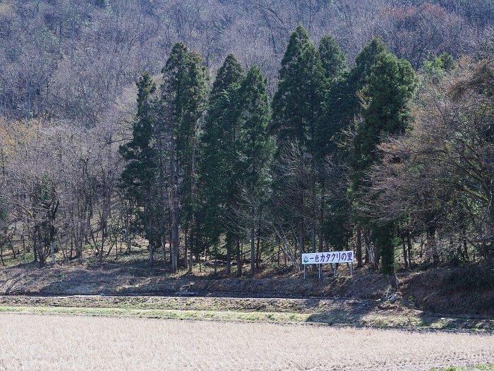 春のお花見物ツアー_e0075403_18501356.jpg