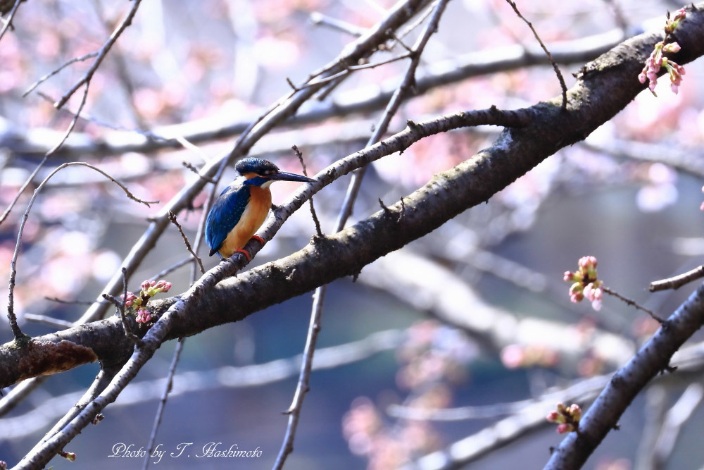 桜の蕾とカワセミ_d0334006_16323288.jpg