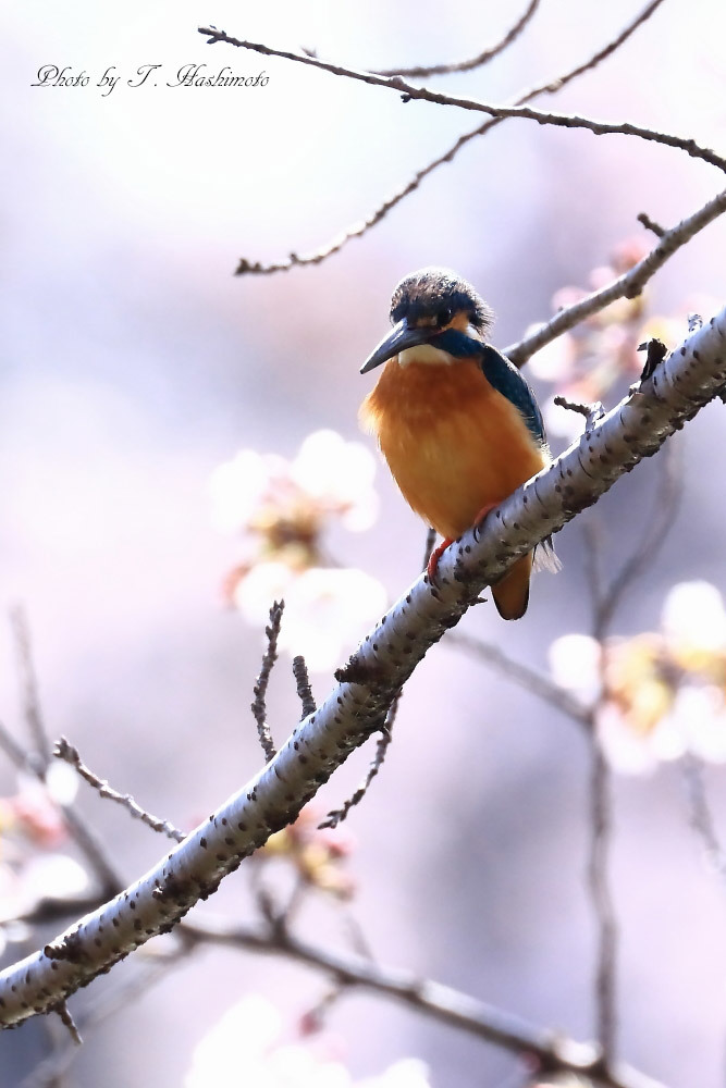 桜の蕾とカワセミ_d0334006_16340273.jpg