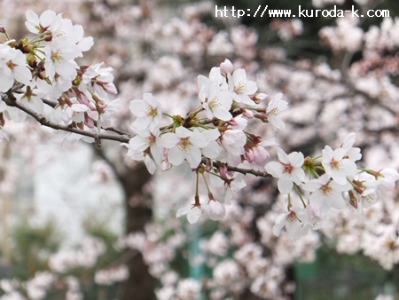 これから桜の花の美しさが見れて来ますね～♬_c0322812_17091272.jpg