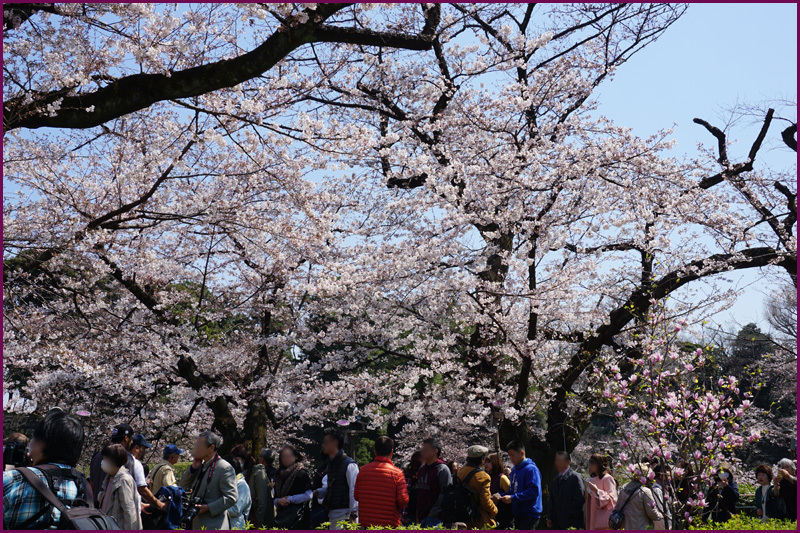 花見より人見（千鳥ヶ淵）_b0019313_15563078.jpg