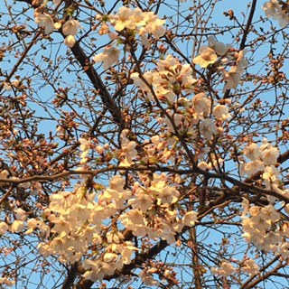 春からツヤツヤ致しましょう NO.533_c0102513_22383924.jpg