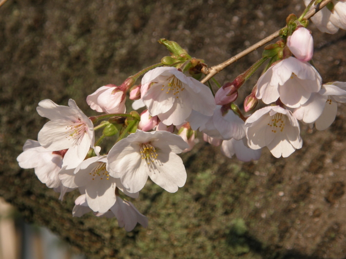 No 74  西川緑道公園の桜_d0341514_21470491.jpg