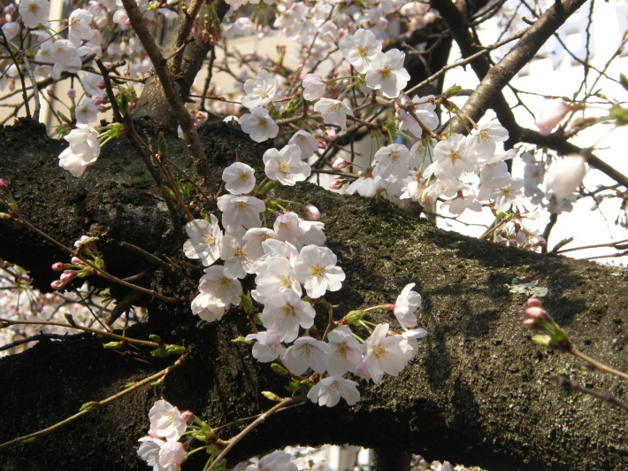 No 74  西川緑道公園の桜_d0341514_21482861.jpg