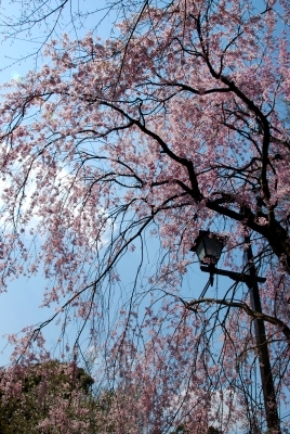 桜@上野恩賜公園_f0200114_17022257.jpg