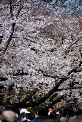 桜@上野恩賜公園_f0200114_17022866.jpg