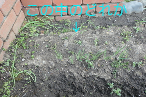 f0369014_13390301.jpg
