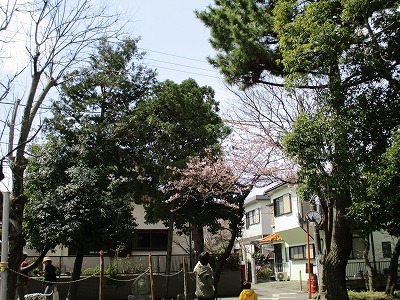 神社の桜_e0373815_10263411.jpg