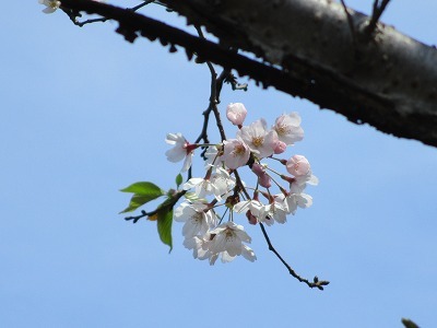 神社の桜_e0373815_10282883.jpg