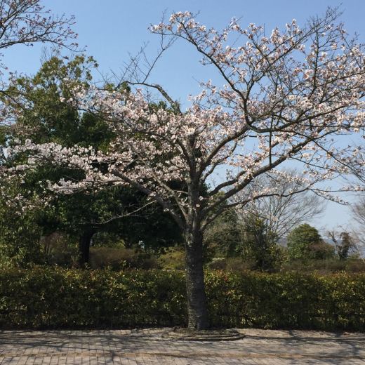 桜が遂に開花！_f0133121_16182829.jpg