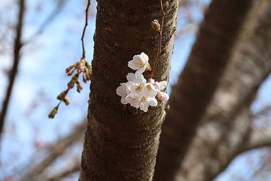 ４月２日の桜　アンデルセン公園で_e0108126_05282908.jpg