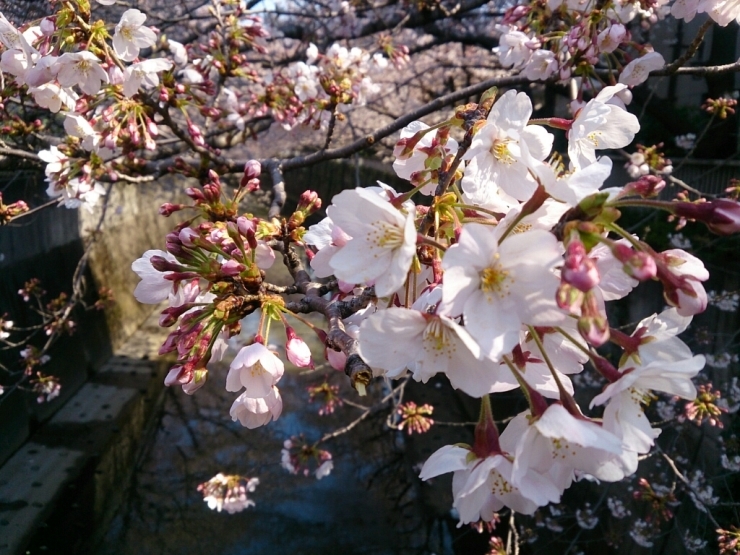 今年の桜_c0197829_22262798.jpg