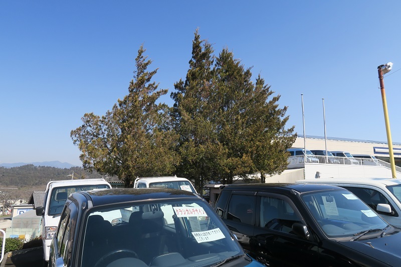 BRZと「まんきんたん」_f0076731_15400004.jpg