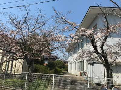 桜、少し開いてきたか？_b0028732_18355239.jpg