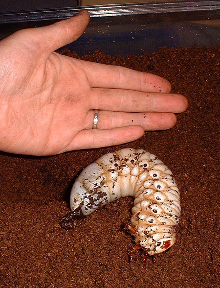 e0097534_1539546.jpg