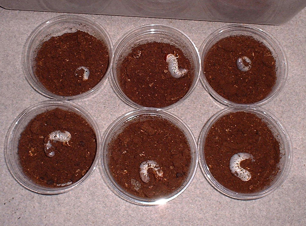 e0097534_15405041.jpg
