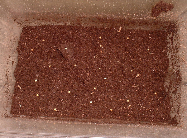 e0097534_1553142.jpg