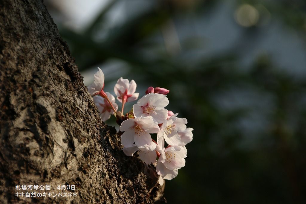 市内の札場河岸公園の桜も満開にはもう少し(^^♪_e0052135_17500248.jpg