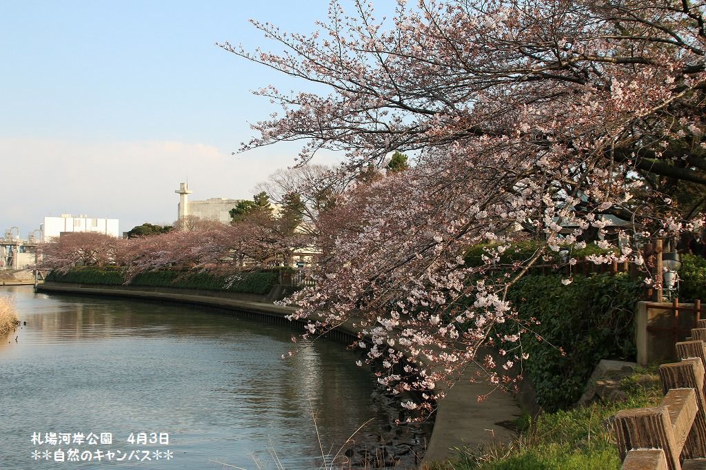 市内の札場河岸公園の桜も満開にはもう少し(^^♪_e0052135_17502193.jpg