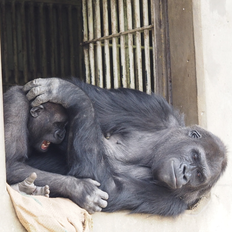 シャバーニ家と新顔コアラのマックス 東山動物園2017/3/25-26_e0363539_13570811.jpg