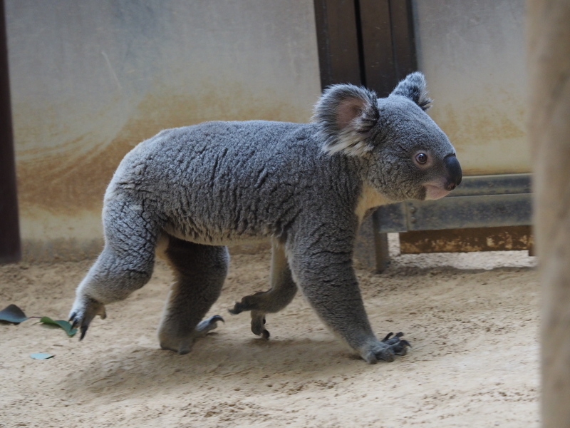 シャバーニ家と新顔コアラのマックス 東山動物園2017/3/25-26_e0363539_14380606.jpg