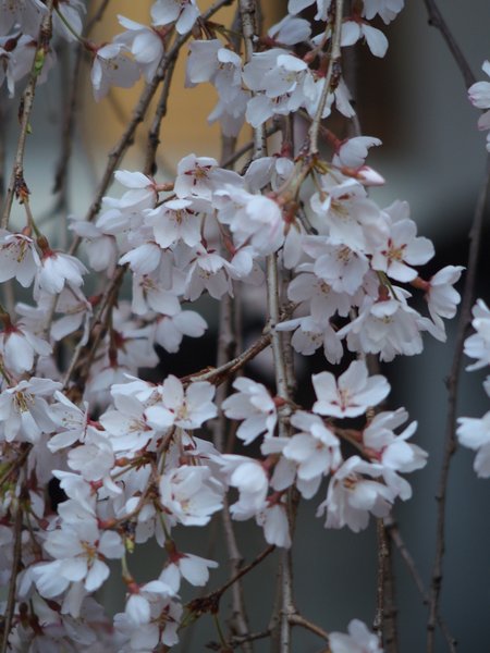 普門寺のしだれ桜_b0190540_21165094.jpg