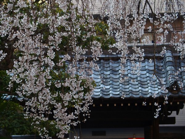 普門寺のしだれ桜_b0190540_21173164.jpg