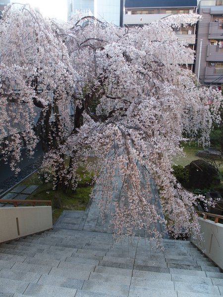 普門寺のしだれ桜_b0190540_21174851.jpg