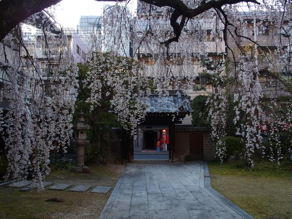普門寺のしだれ桜_b0190540_2117991.jpg