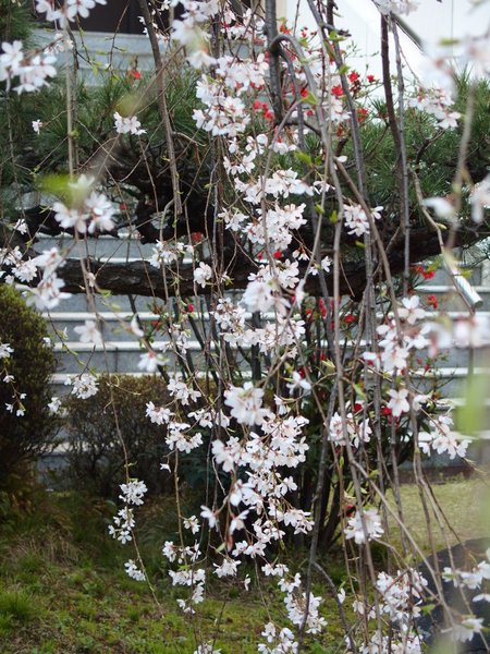 普門寺のしだれ桜_b0190540_21182271.jpg